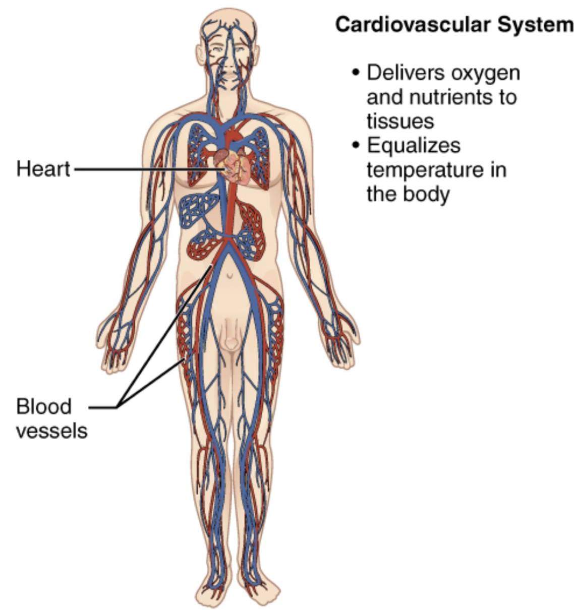 Exploring the Cardiovascular System Anatomy