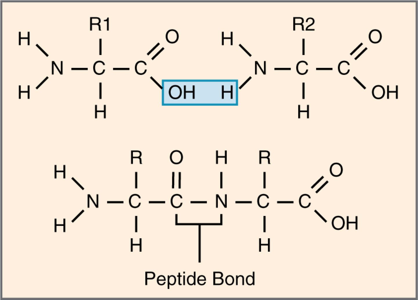 Understanding the Peptide Bond: A Key Component of Protein Structure