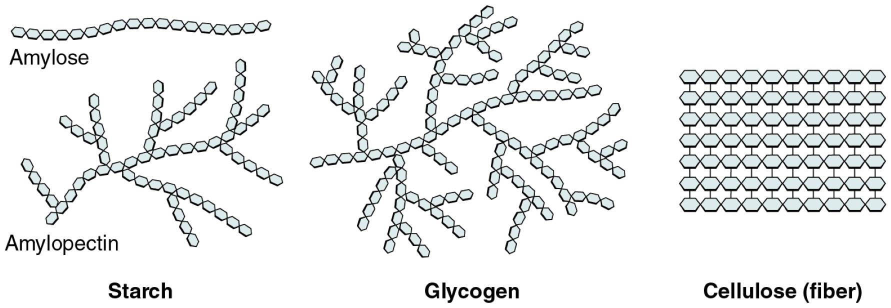 Three Important Polysaccharides: Structures and Functions Explained