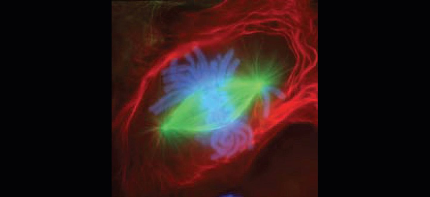Fluorescence-Stained Cell Undergoing Mitosis: A Detailed Exploration of Cell Division