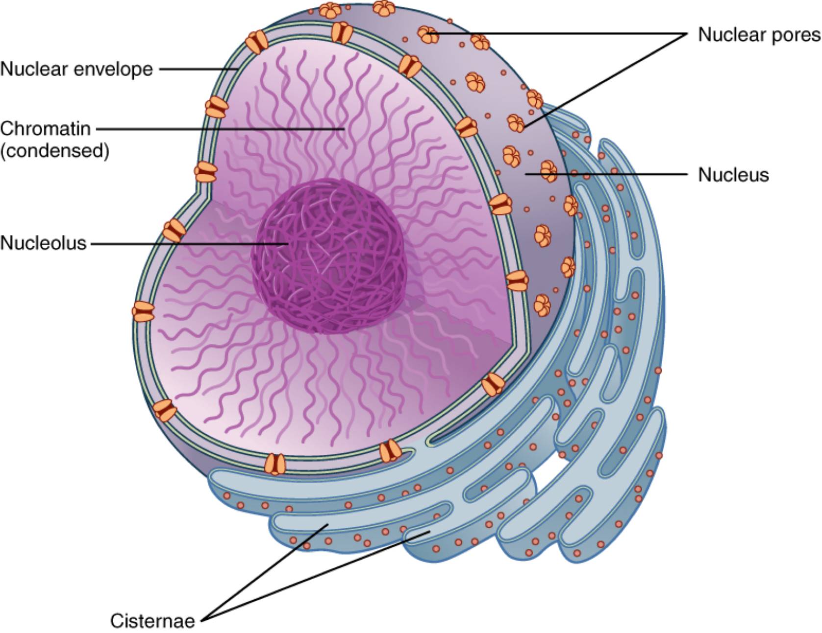 Nucleus Structure and Function: The Control Center of the Cell