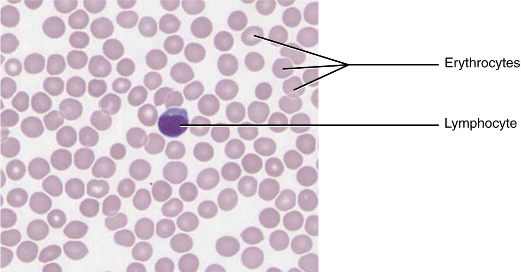 Blood: A Fluid Connective Tissue Under Microscope – Cellular Composition and Function