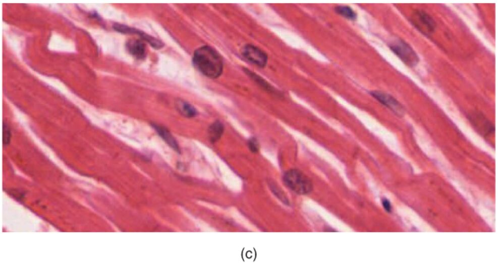 Discovering Cardiac Muscle Tissue Under the Microscope: A Comprehensive Guide