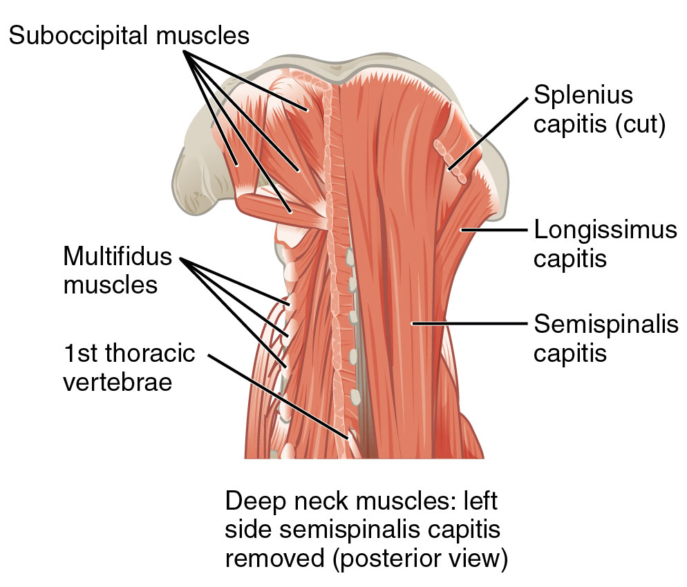 Anatomy of Deep Neck Muscles: Left Side Semispinalis Capitis Removed Posterior View