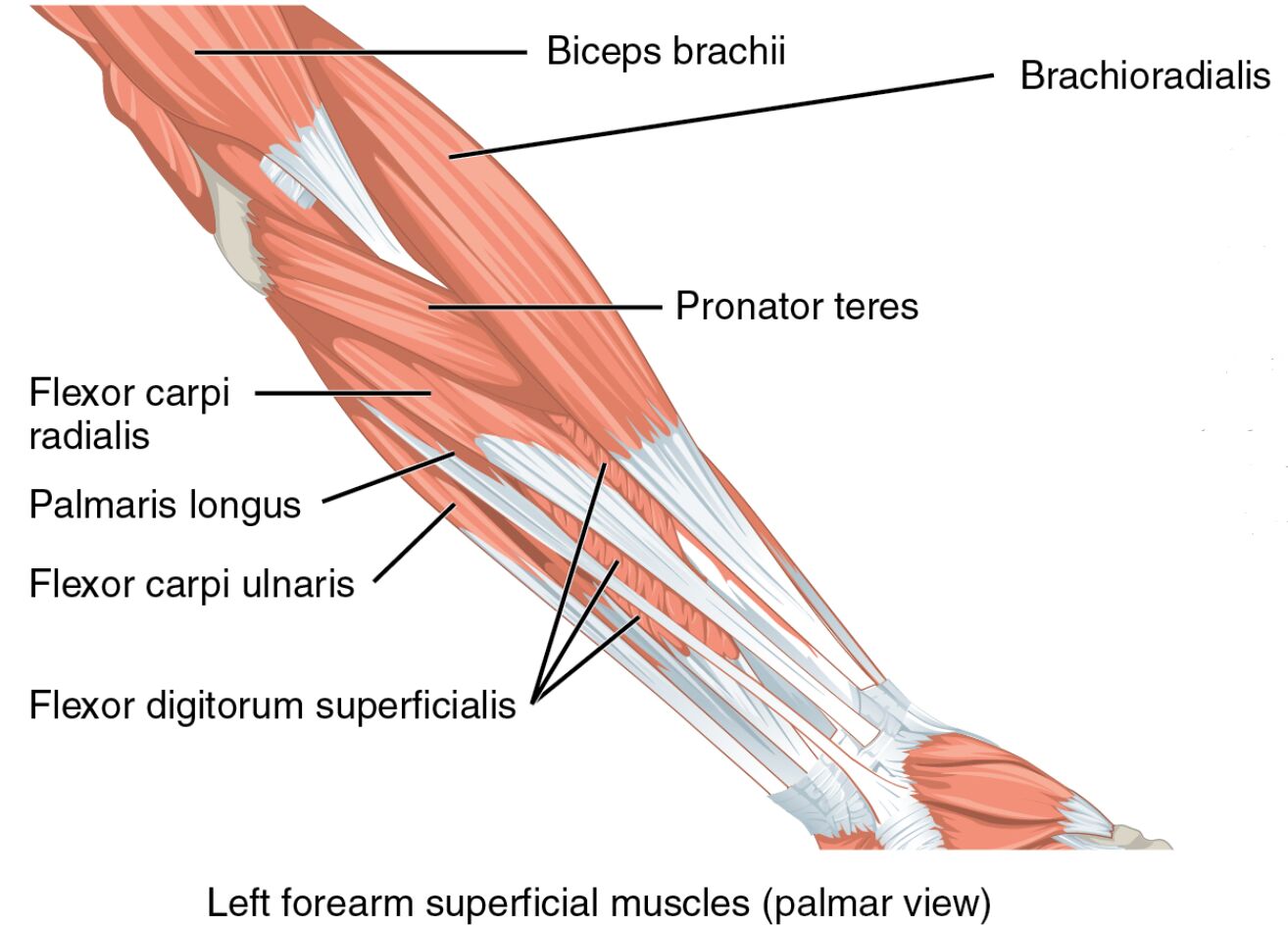 Left Forearm Superficial Muscles: Palmar View Anatomy