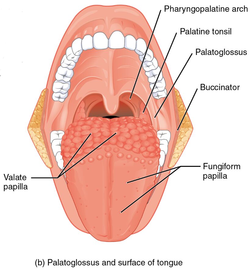 Anatomy of Tongue Muscles: Exploring the Palatoglossus and Surface of the Tongue