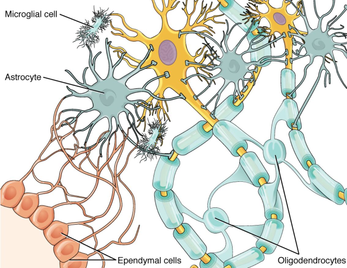 Glial Cells of the CNS: Types, Functions, and Anatomy Explained