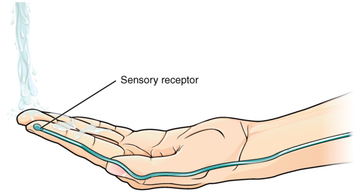 Sensory Receptors in the Skin: Anatomy and Function Explained