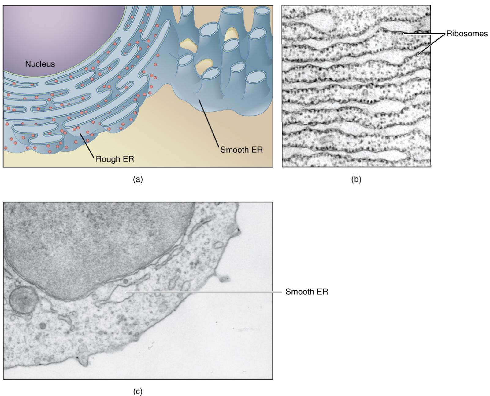 Endoplasmic Reticulum (ER) Structure and Function: A Detailed Cellular Exploration