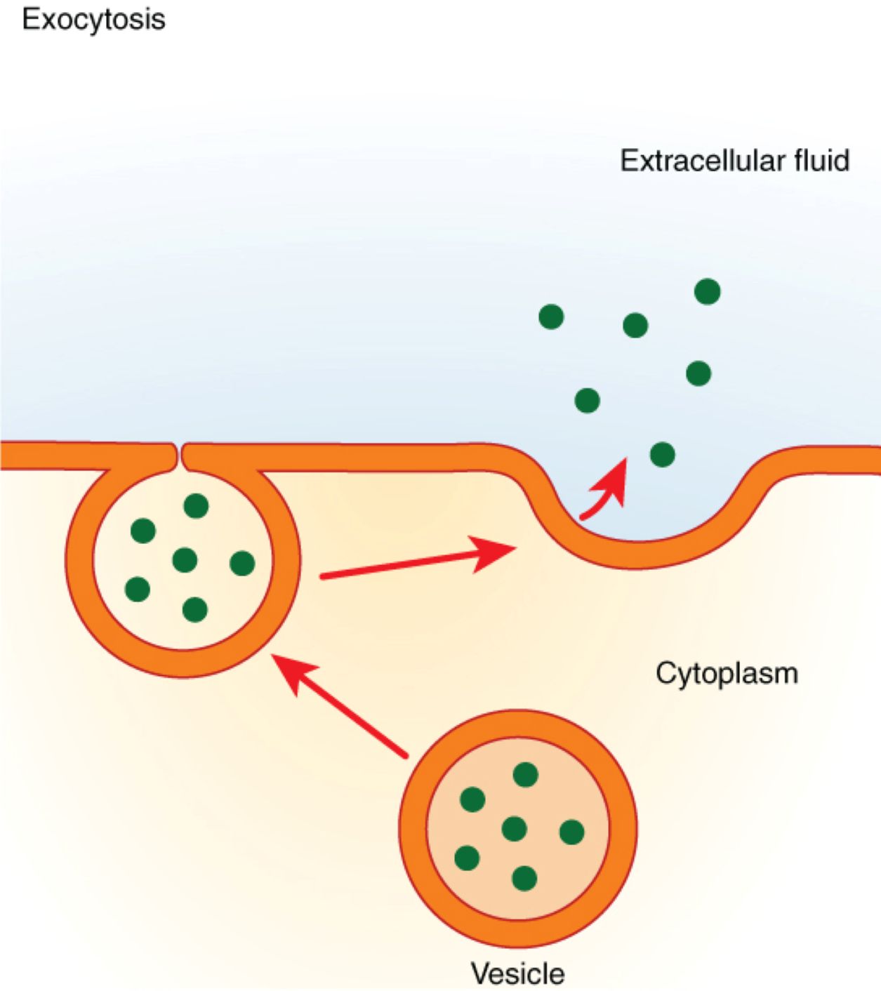 Exocytosis Explained: How Cells Release Materials into the Extracellular Space