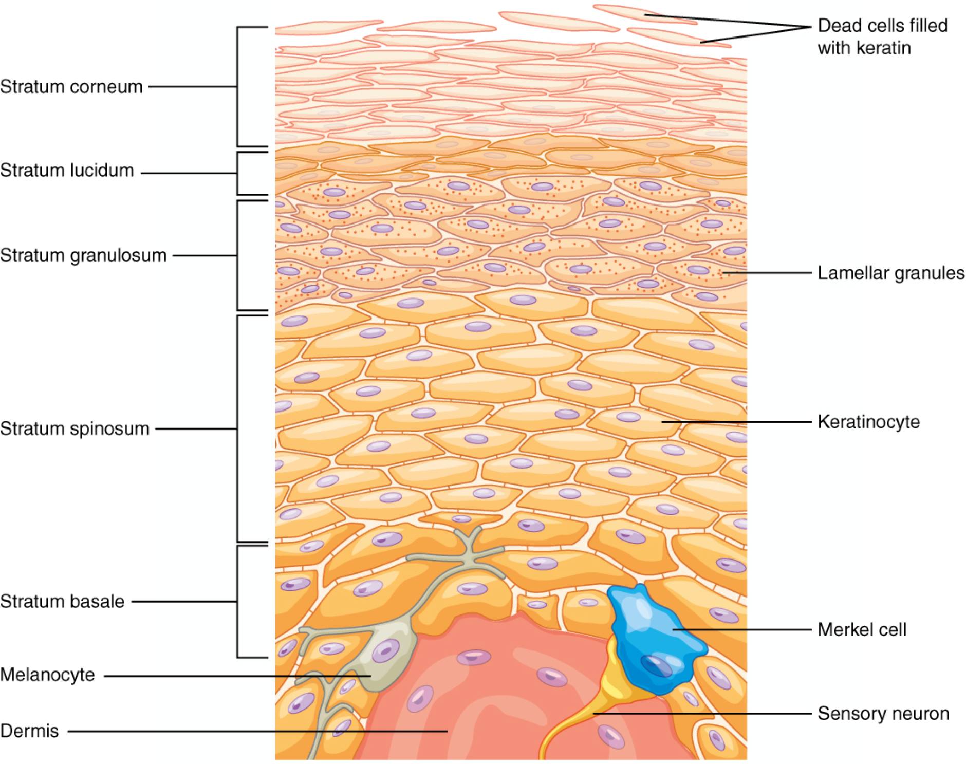 Layers of the Epidermis: Anatomical Structure and Protective Functions