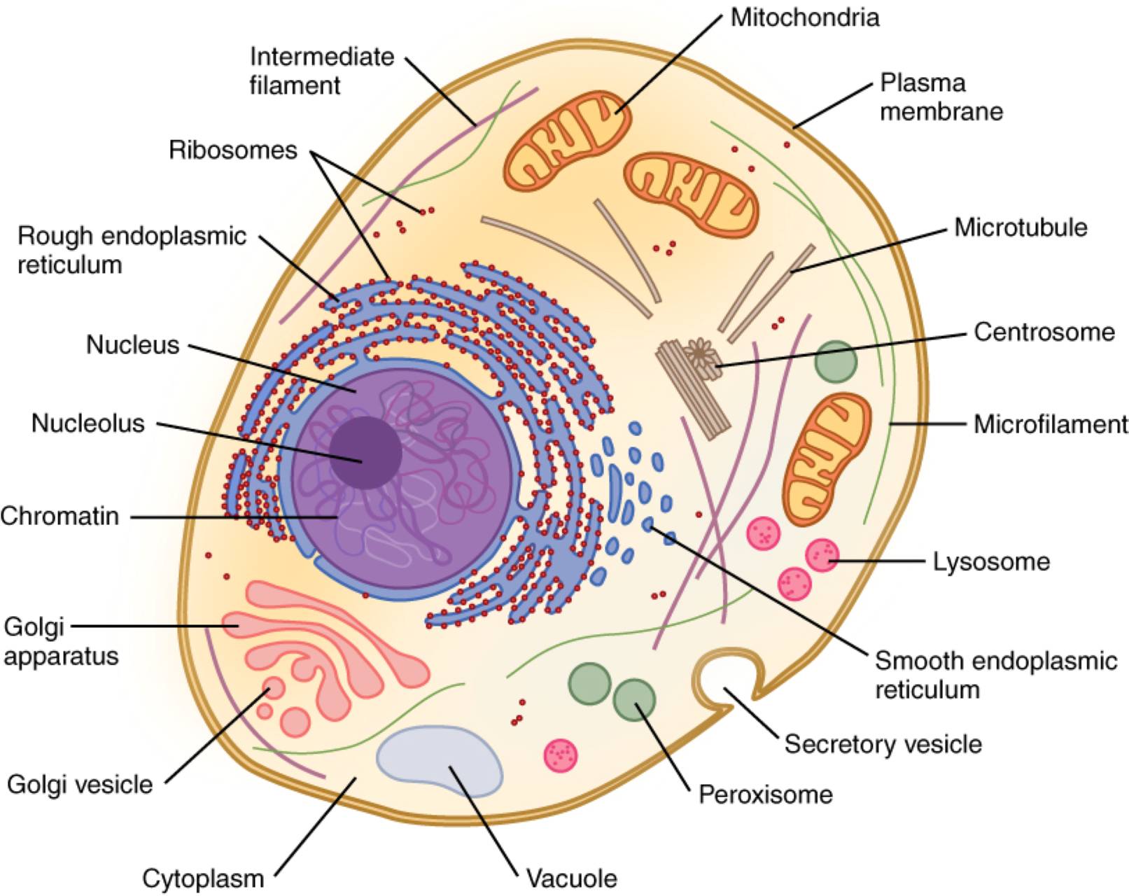 Prototypical Human Cell: A Comprehensive Guide to Cellular Structures and Functions