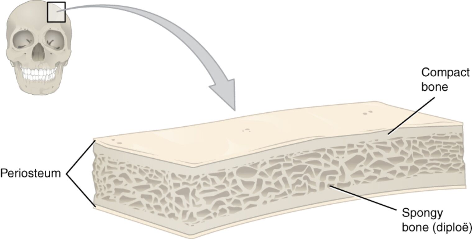 Anatomy of a Flat Bone: Structure and Function of Spongy and Compact Bone