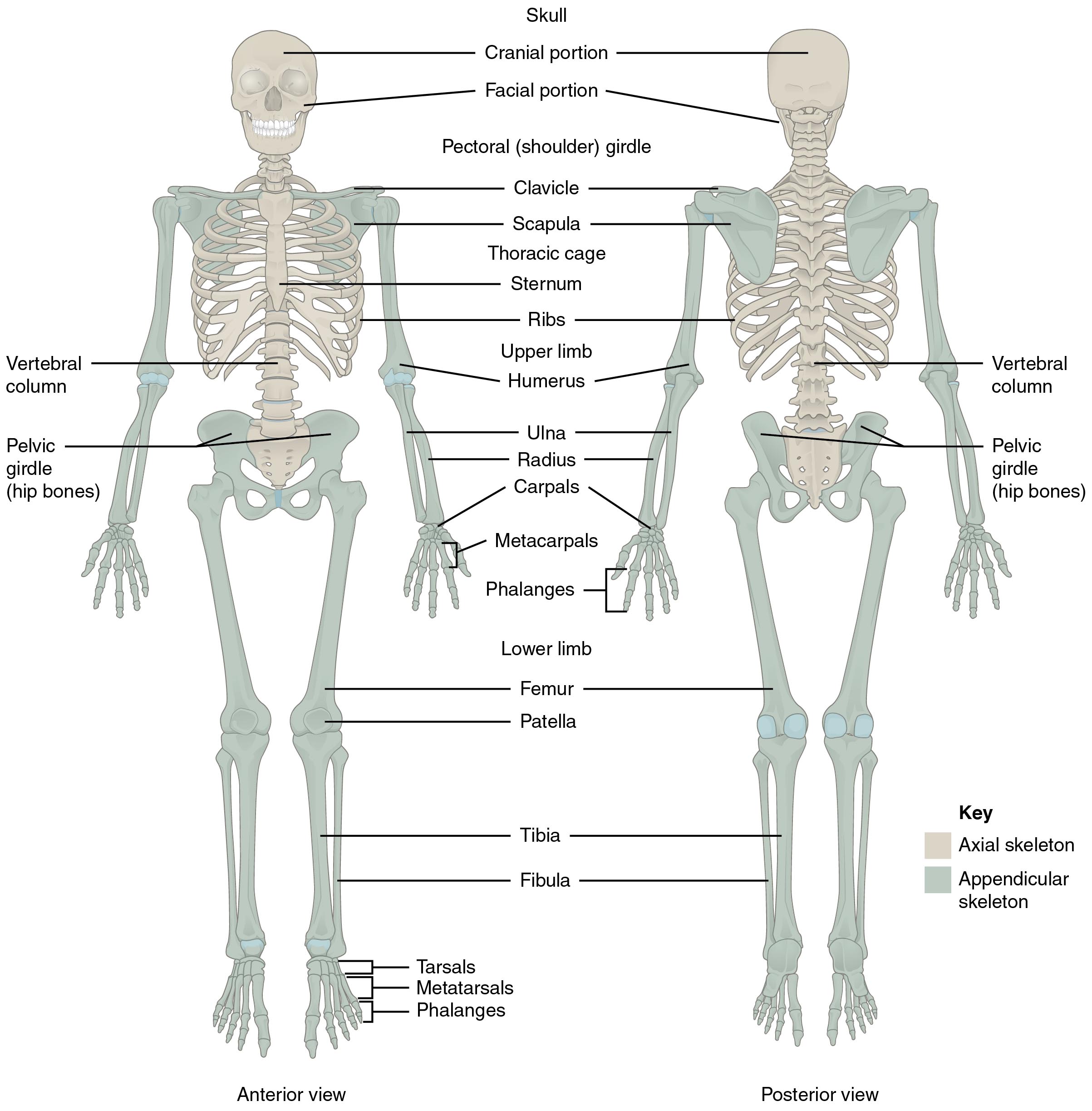 Axial and Appendicular Skeleton: Anatomy, Structure, and Functions Explained