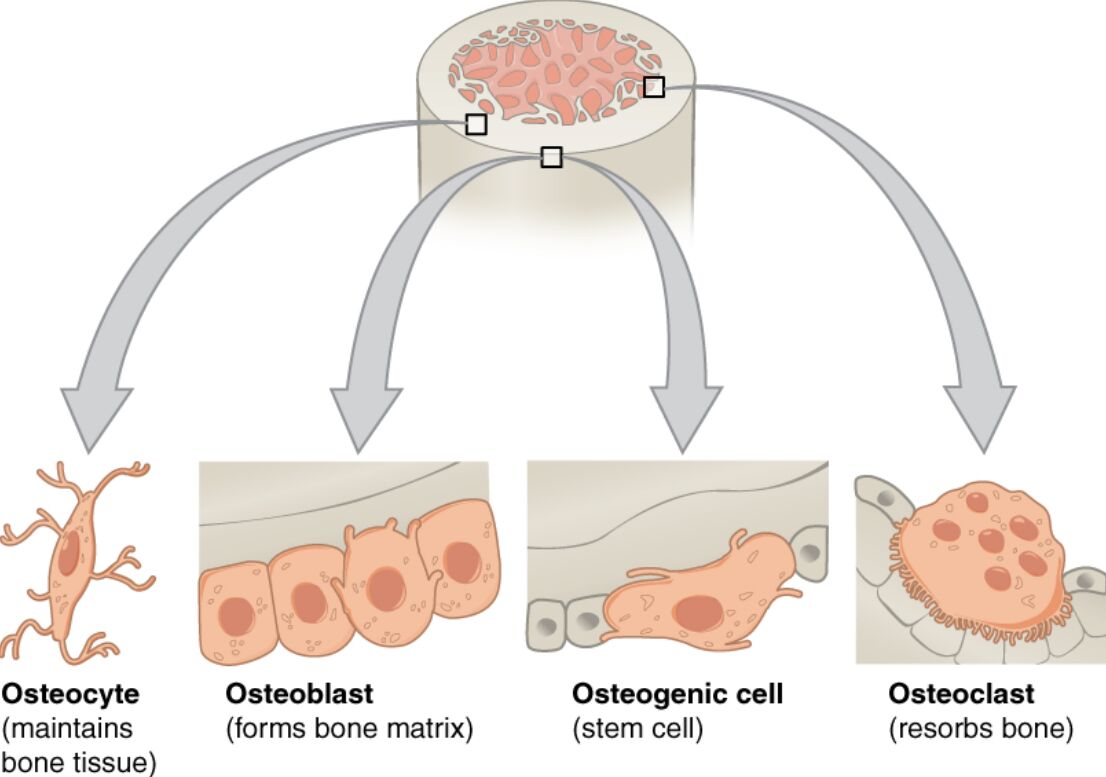 Bone Cell Types Diagram: A Comprehensive Guide