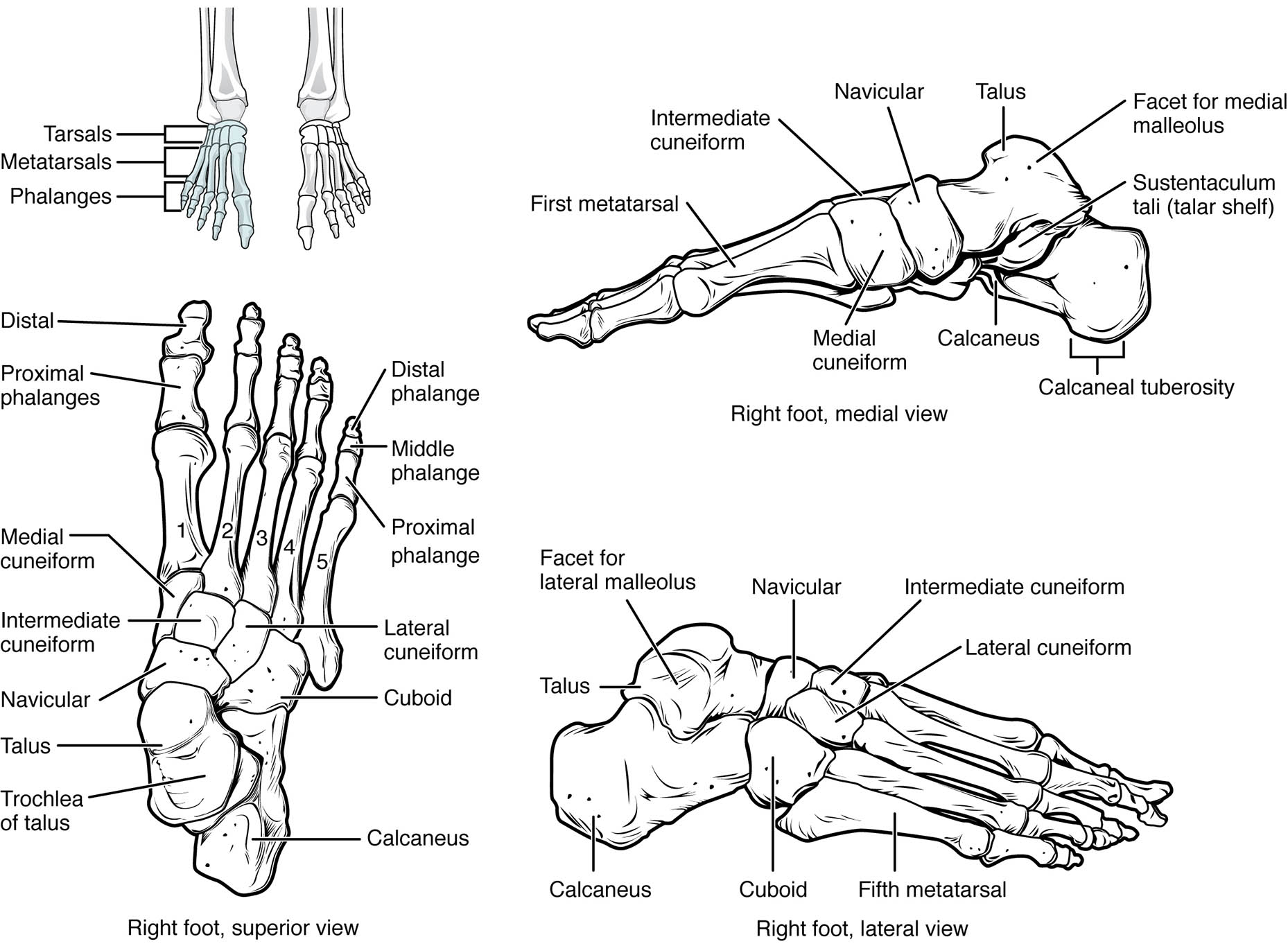 Bones of the Foot: Anatomical Structure and Physical Introduction