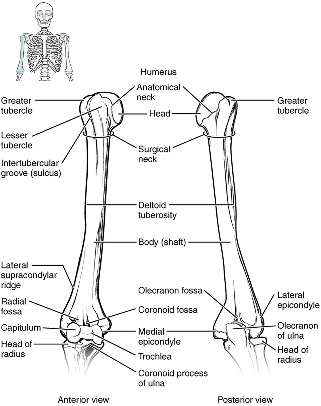 Humerus and Elbow Joint: Anatomical Structure and Functional Role