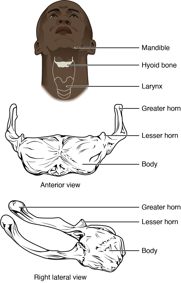 Hyoid Bone: Anatomical Location, Structure, and Functional Role
