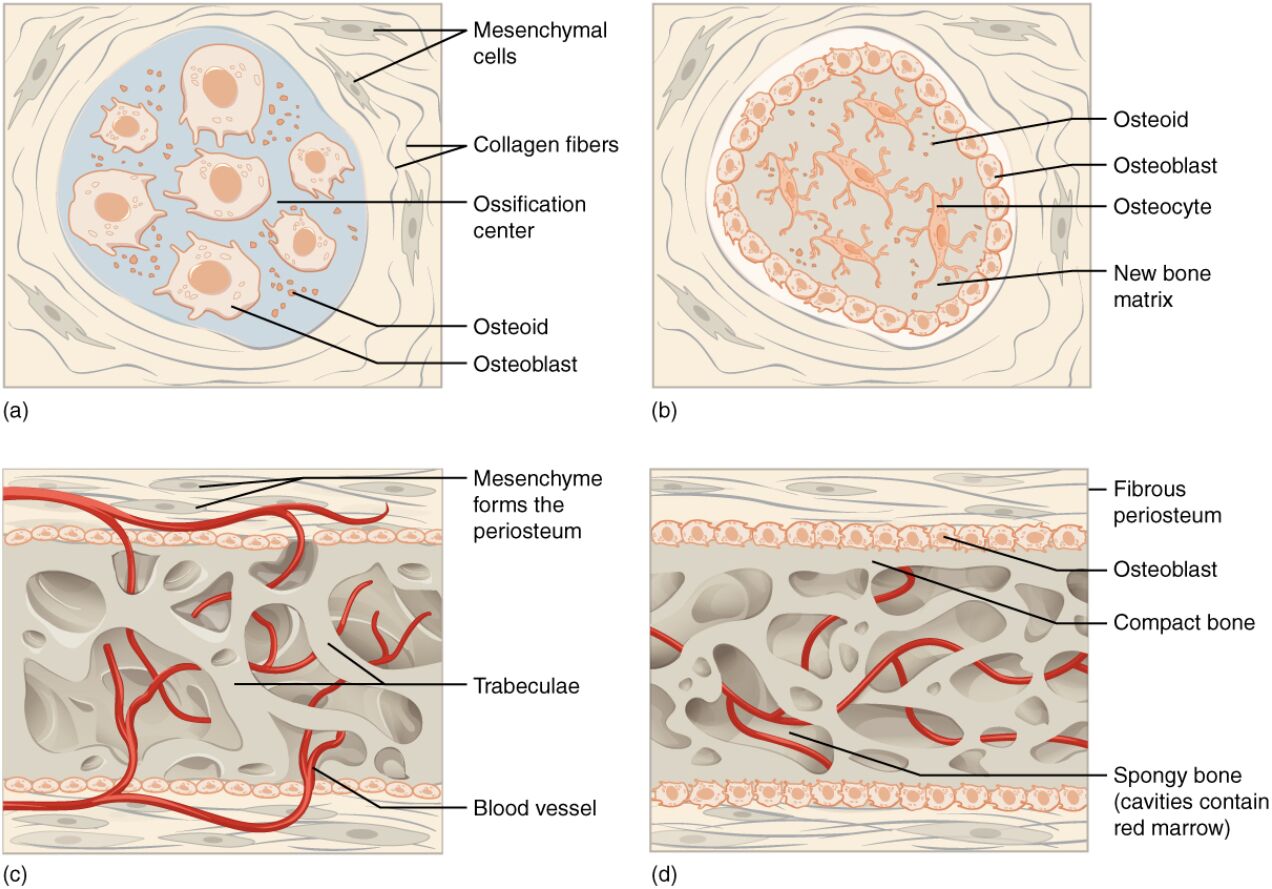 Intramembranous Ossification Diagram: Understanding Bone Formation