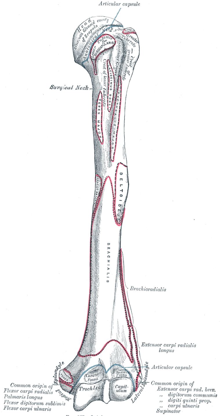 Left Humerus Anterior View: Anatomy and Muscle Attachments Left Humerus Anterior View: Anatomy and Muscle Attachments