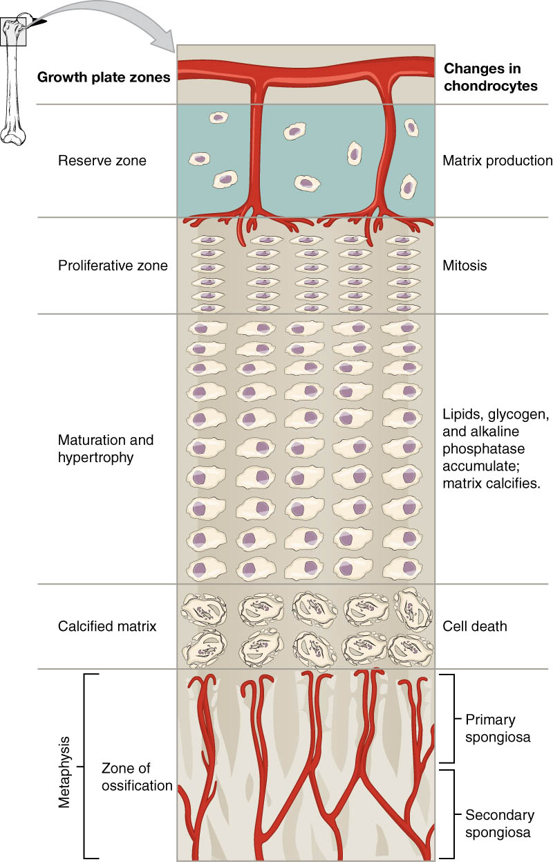 Longitudinal Bone Growth Diagram: Exploring the Epiphyseal Plate’s Role
