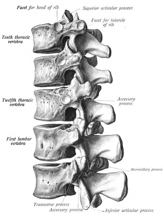Thoracic and Lumbar Vertebrae: Detailed Anatomical Analysis and Clinical Significance