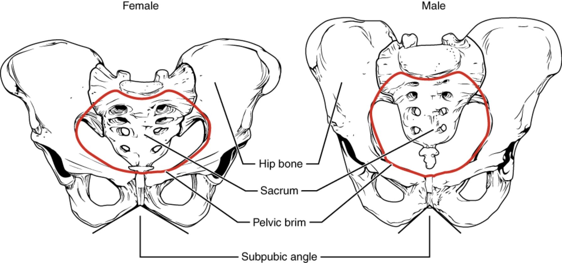 Male vs. Female Pelvis: Anatomical Differences and Functions