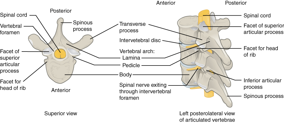 Parts of a Typical Vertebra: Anatomical Structure and Functional Insights