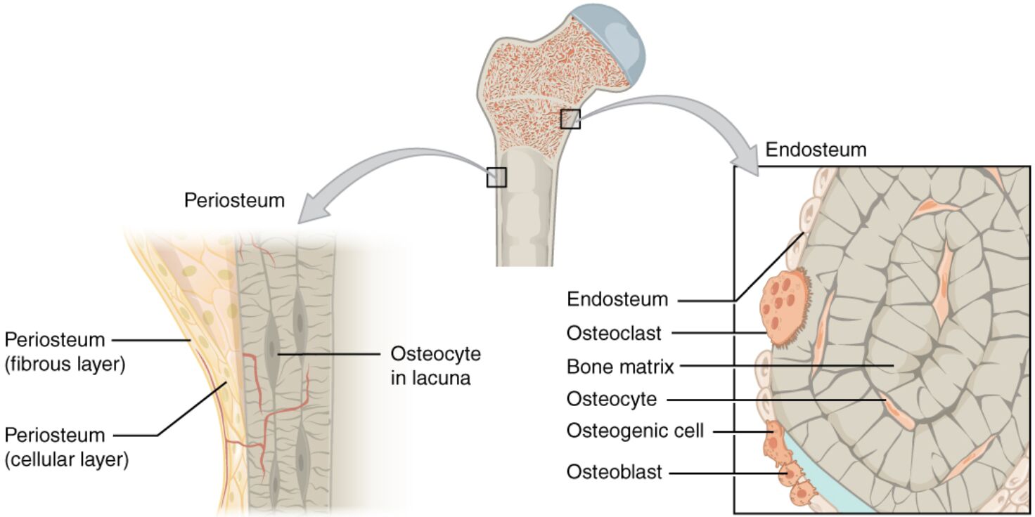 Periosteum and Endosteum: Understanding Bone Coverings and Cellular Structure
