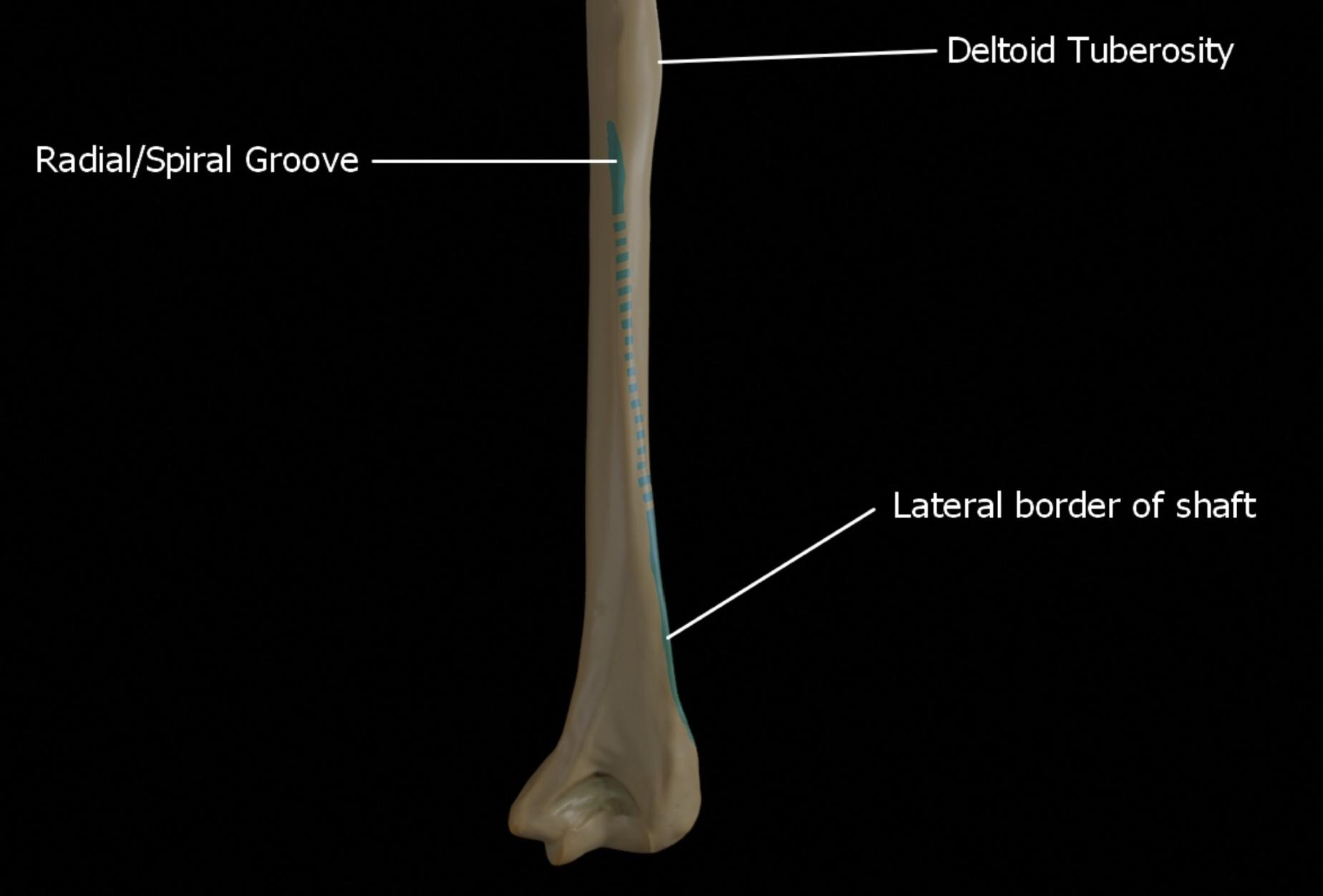 Radial Groove and Lateral Border of the Humerus Shaft: Anatomy Guide
