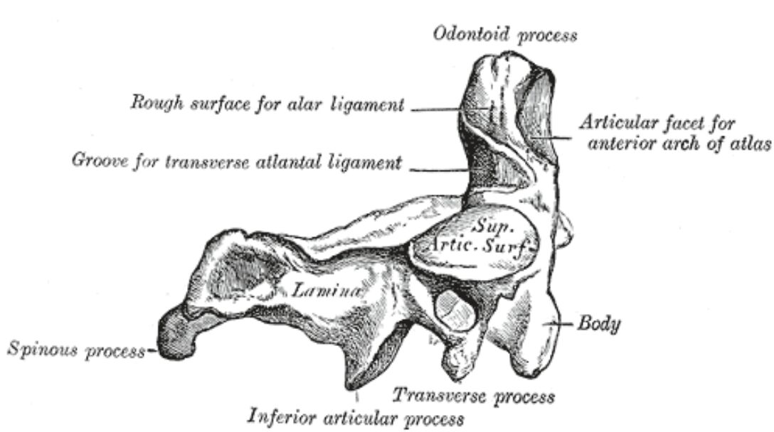 Axis (C2) Vertebra: Lateral View Analysis and Clinical Significance