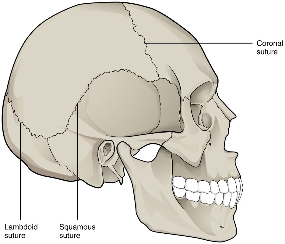 Suture Joints of the Skull: Anatomical Structure and Functions