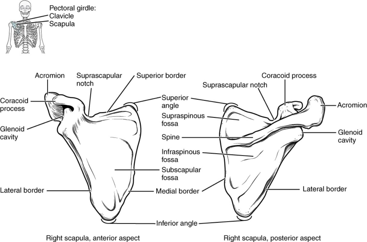 The Human Body Scapula: Anatomical Structure and Physical Significance