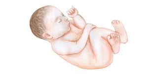 Infant Percentile Calculator