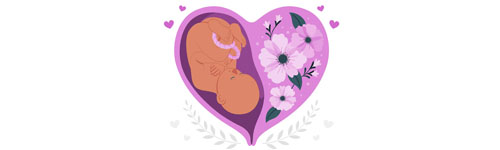 Pregnancy Due Date Calculator